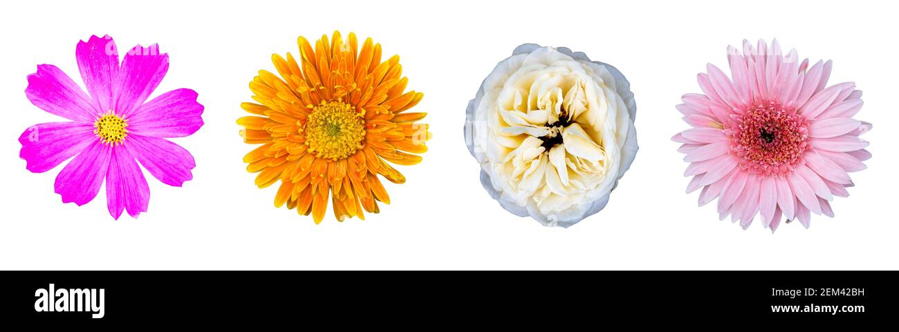 Set of beautiful flowers isolated on white background with clipping ...