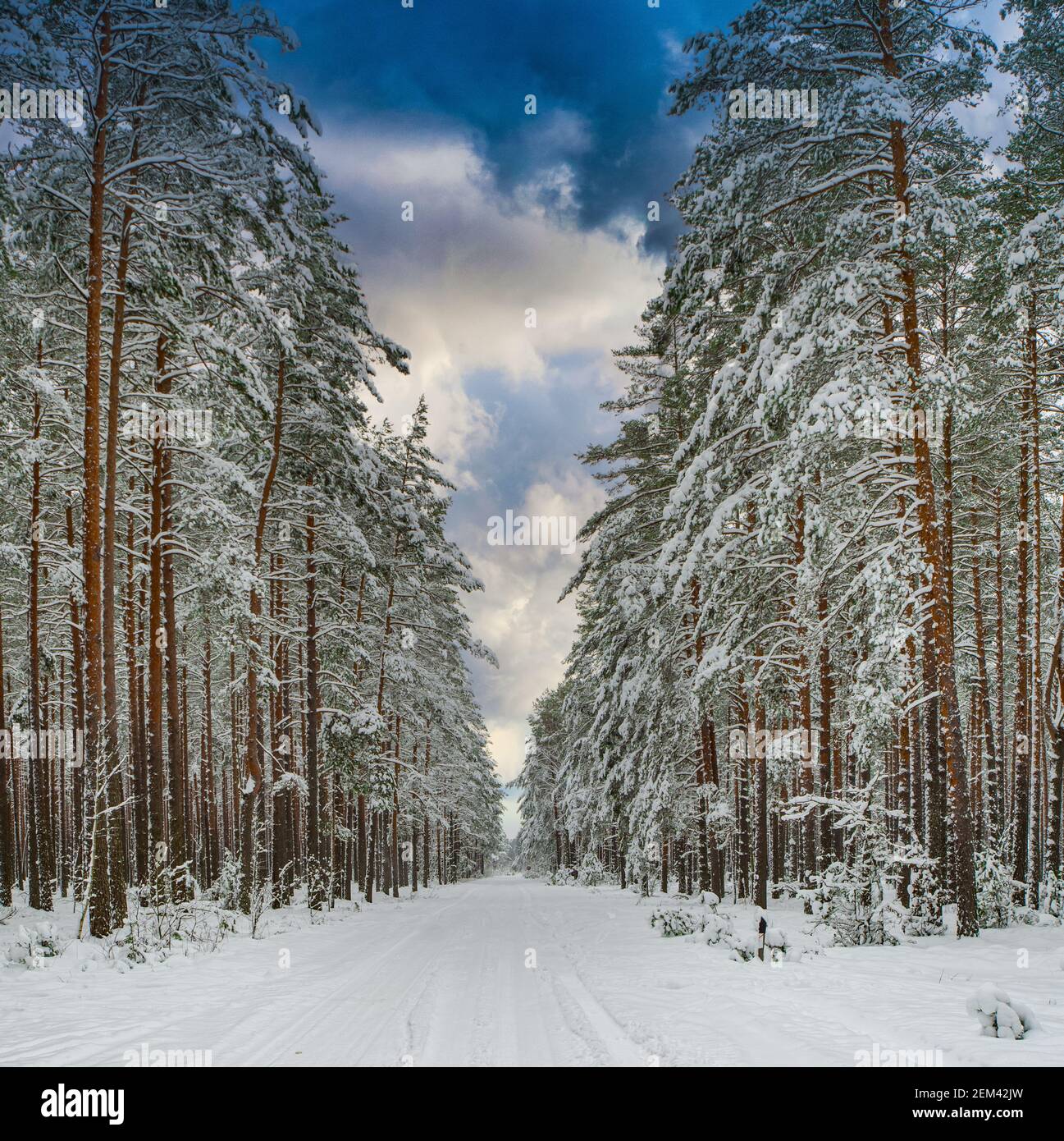 Snowy road in winter forest with huge trees covered by snow. Scenic ...
