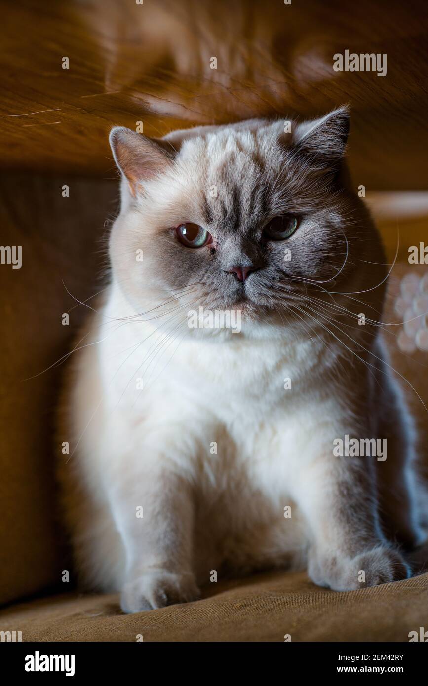 persian white fluffy cat at home on a chair and on a window Stock Photo ...