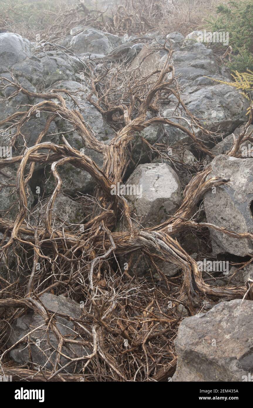 Dead shrub Adenocarpus viscosus. Caldera de Taburiente National Park. La Palma. Canary Islands. Spain. Stock Photo