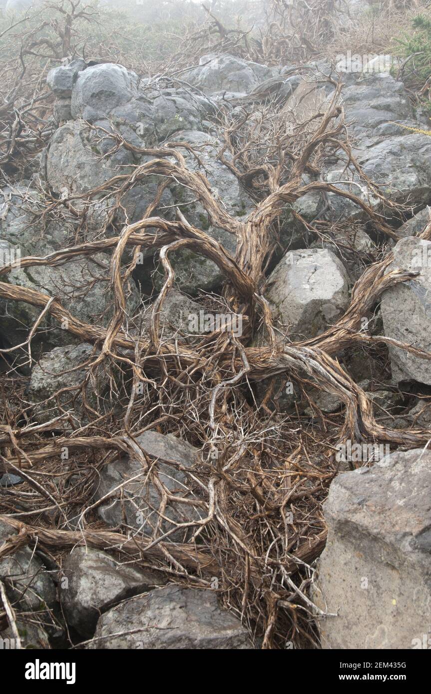 Dead shrub Adenocarpus viscosus. Caldera de Taburiente National Park. La Palma. Canary Islands. Spain. Stock Photo