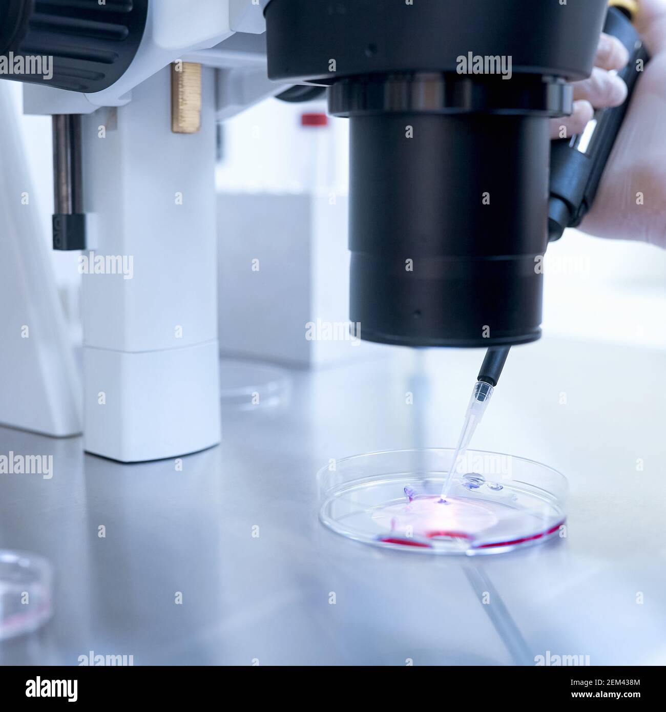 Microscope of reproductive medicine clinic fertilizing egg outside female body Stock Photo