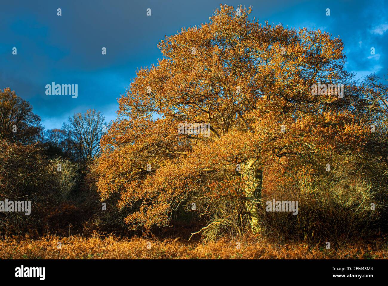 A large Beech at Frithsden Beeches, Hertfordshire, in Autumn with yellow and orange leaves Stock Photo