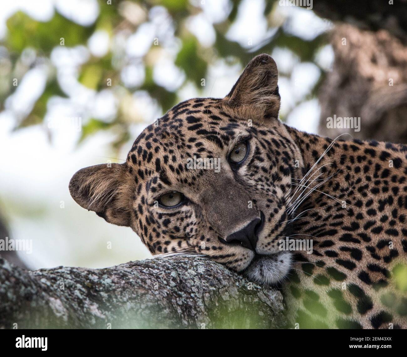 Leopard up close hi-res stock photography and images - Alamy