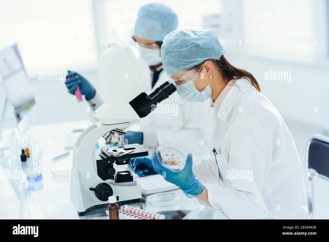 female scientist with a Petri dish sitting at a laboratory table Stock ...