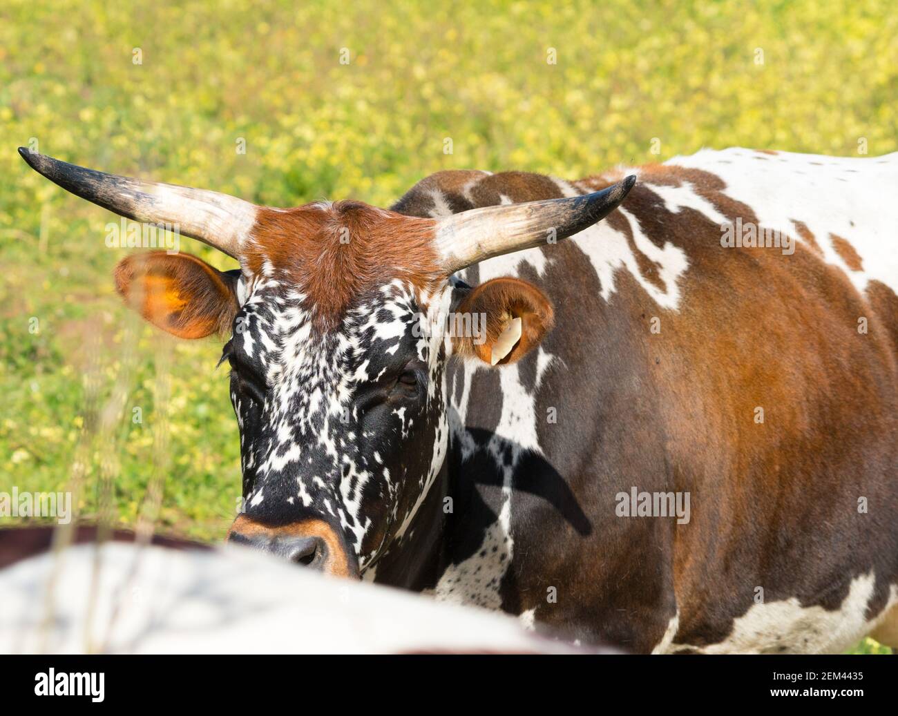 Nguni cow or cattle closeup showing its face and horns on a farm in South Africa Stock Photo