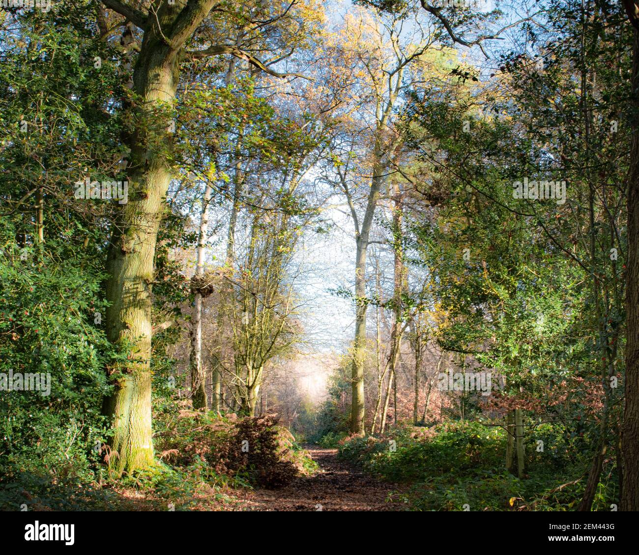 Nature Magazine Cover High Resolution Stock Photography And Images Alamy