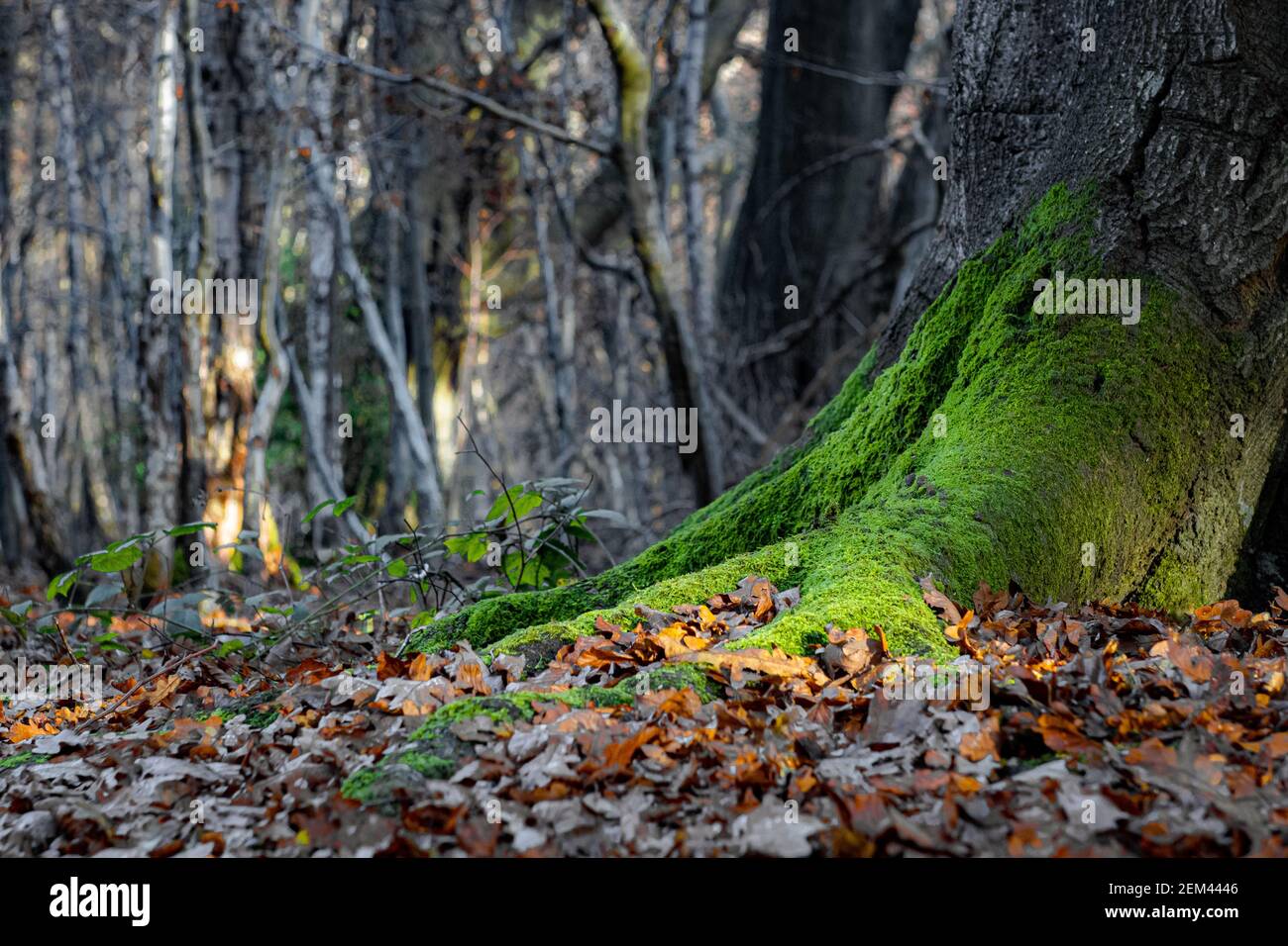 Moss covered tree trunk on woodland floor with birch trees in the background, Frithsden Beeches, Berkhampstead, Hertfordshire, UK Stock Photo