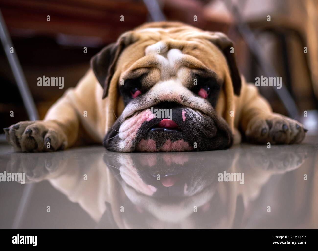 English bulldog lying down on the floor Stock Photo Alamy