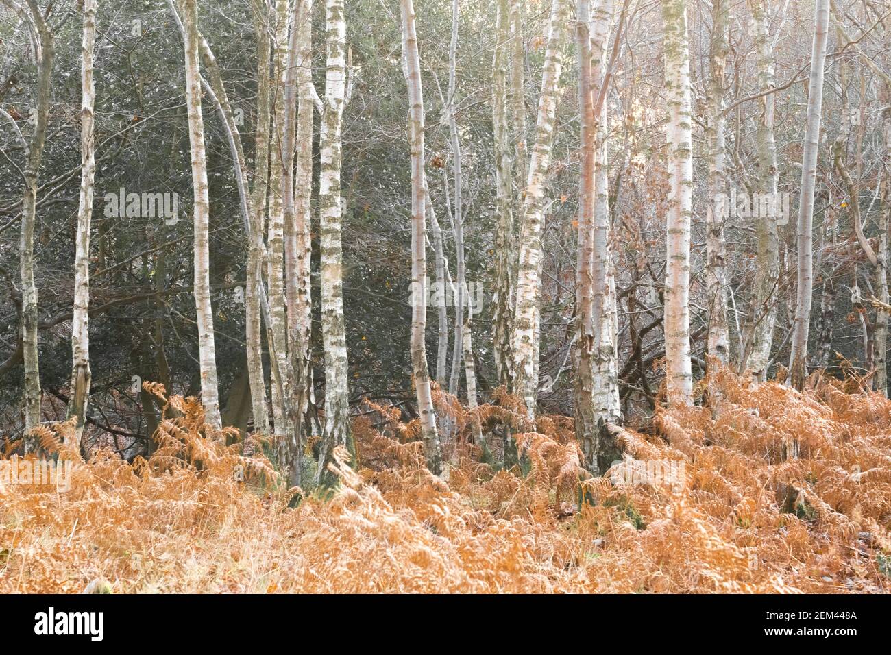 Silver birch trees growing in the bracken, Frithsden Beeches, Berkhampstead, Hertfordshire, UK Stock Photo