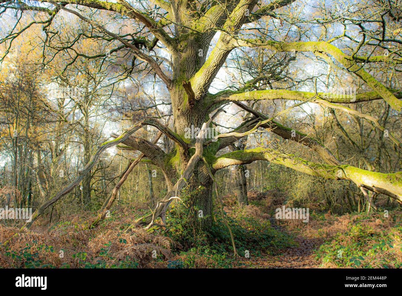 Large Queen Beech tree in ancient wood, Frithsden Beeches, Berkhampstead, Hertfordshire, UK Stock Photo
