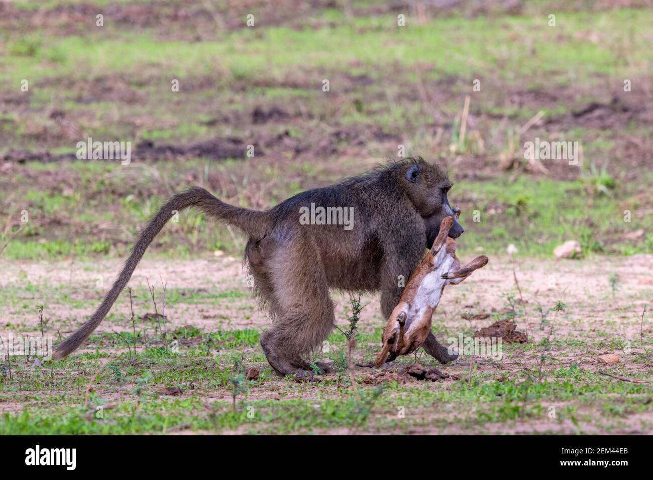 A large male baboon, Papio ursinus, seen eating a baby Impala, Aepyceros melampus, in Zimbabwe's Mana Pools National Park. Stock Photo