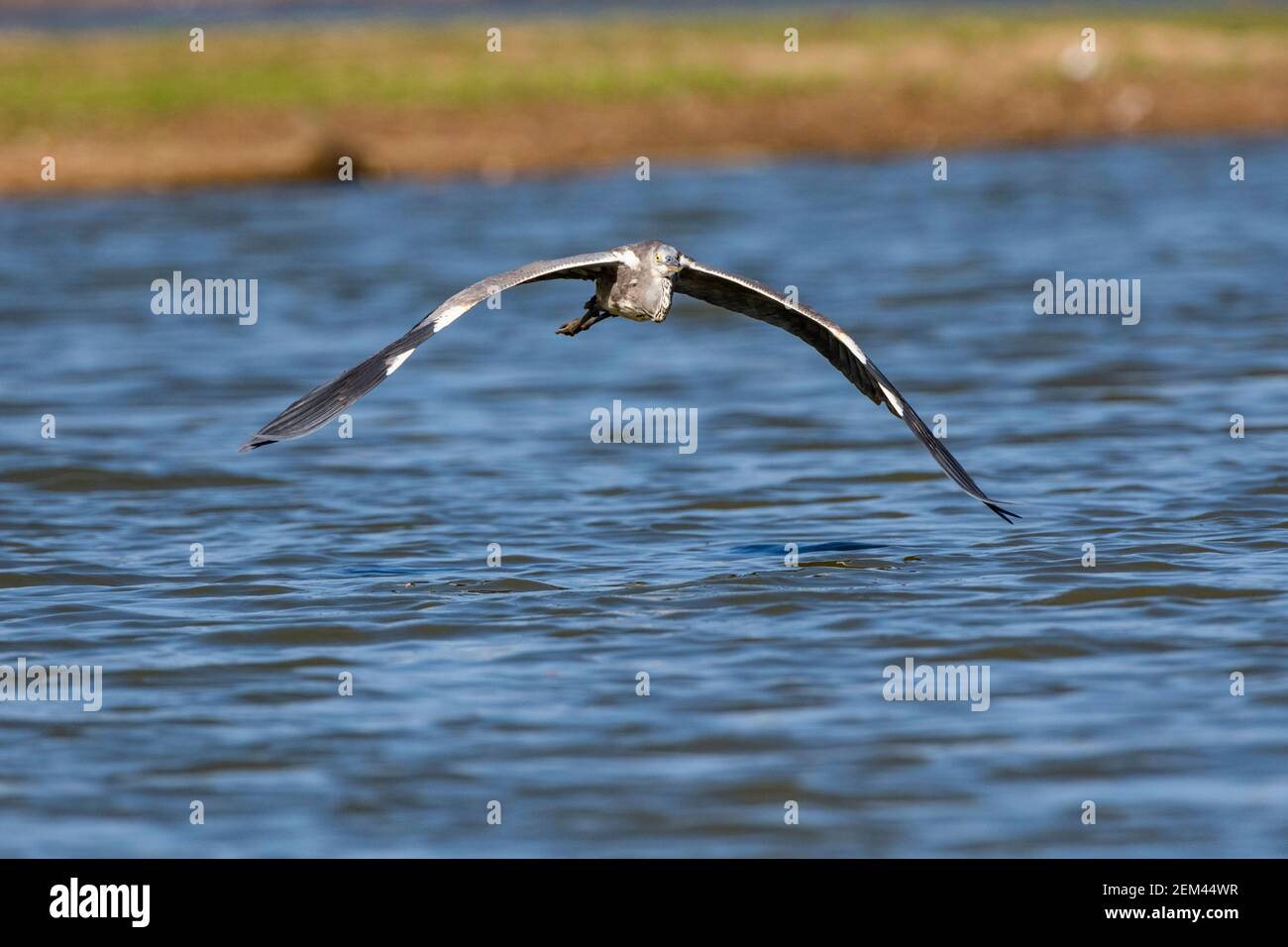 A Grey heron seen flying over water in Zimbabwe's Mana Pools National Park. Stock Photo