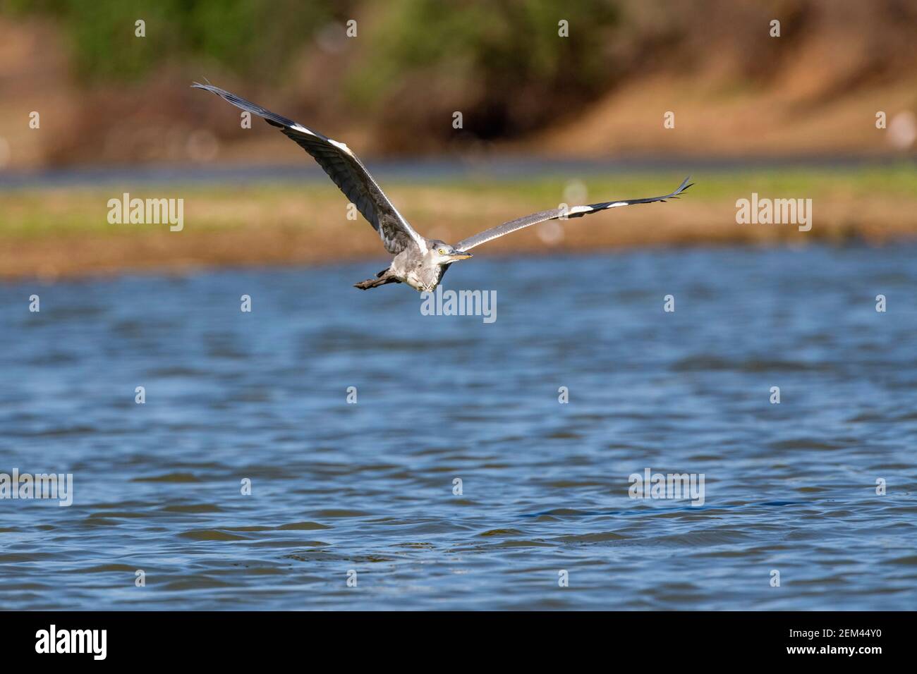 A Grey heron seen flying over water in Zimbabwe's Mana Pools National Park. Stock Photo