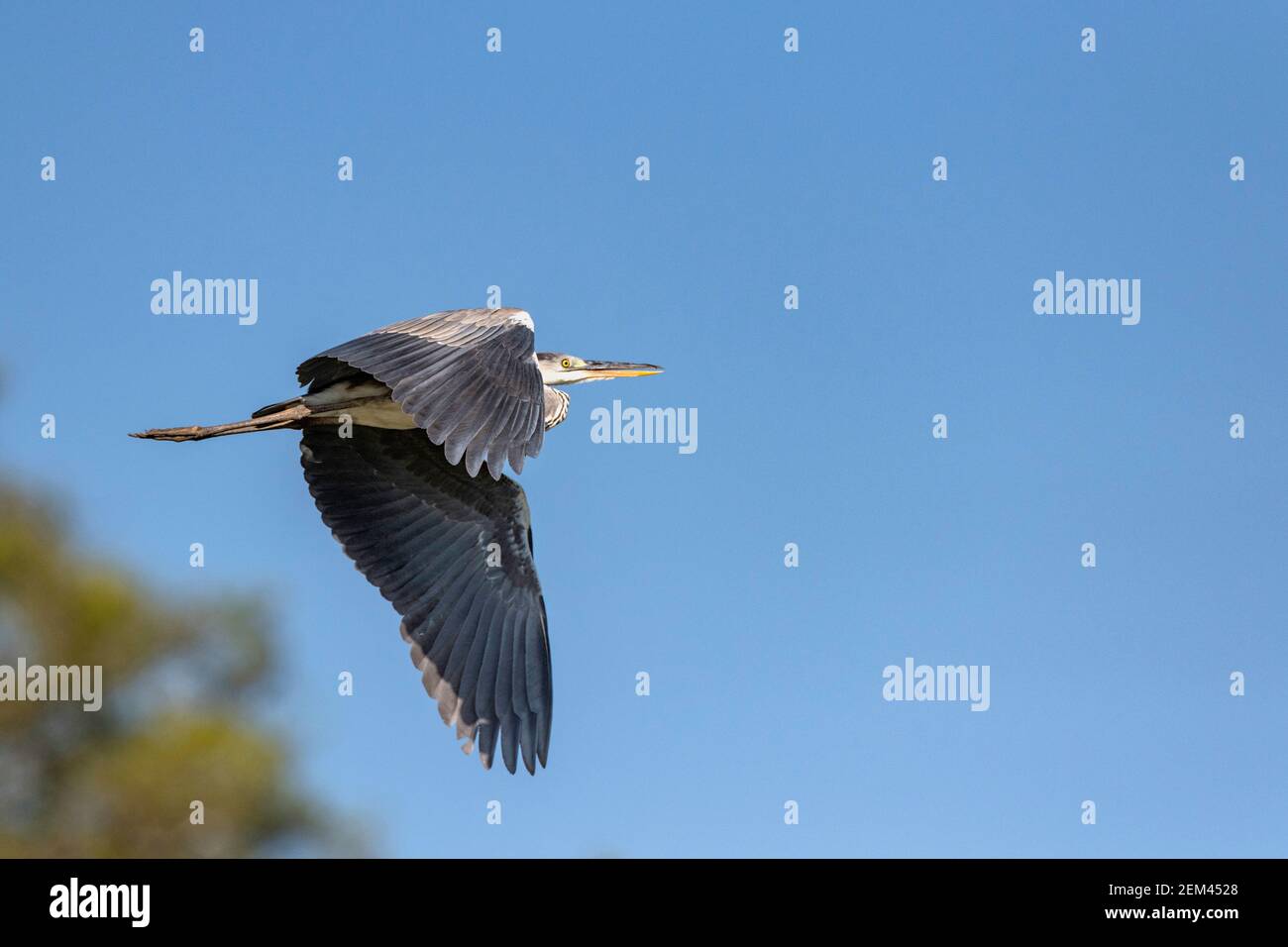 A Grey heron seen flying over water in Zimbabwe's Mana Pools National Park. Stock Photo