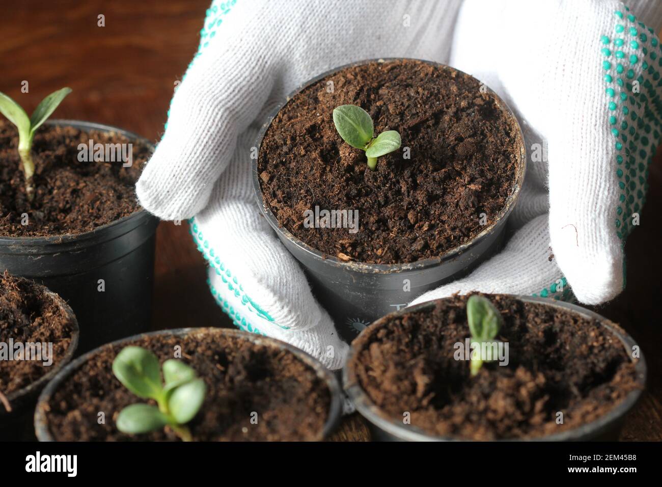 Gardening concept. Young seedling of artichokes growing in pot on windowsill . Hand holding artichoke seedling planted in pot Stock Photo