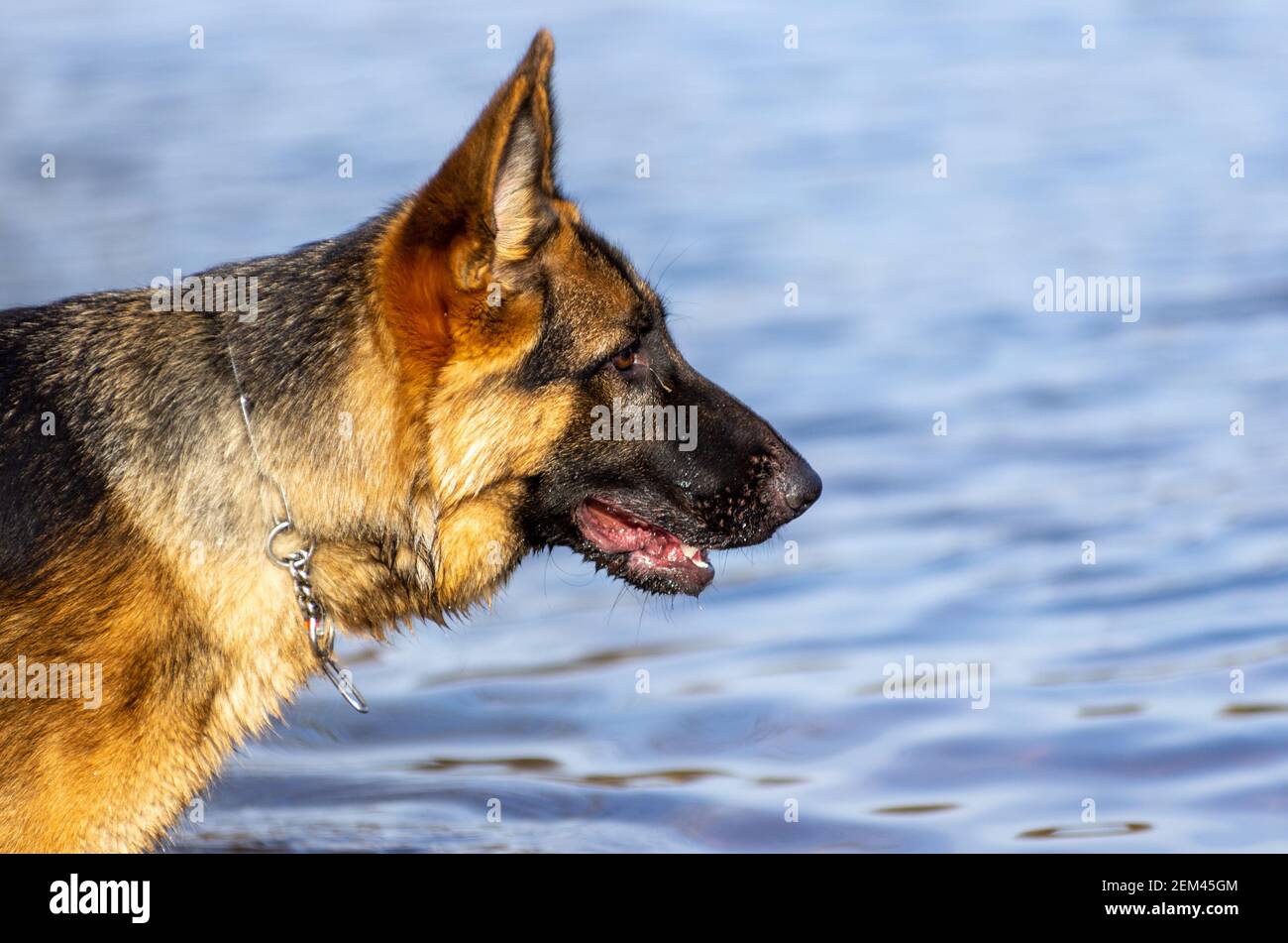 Golden Colored German Shepherd