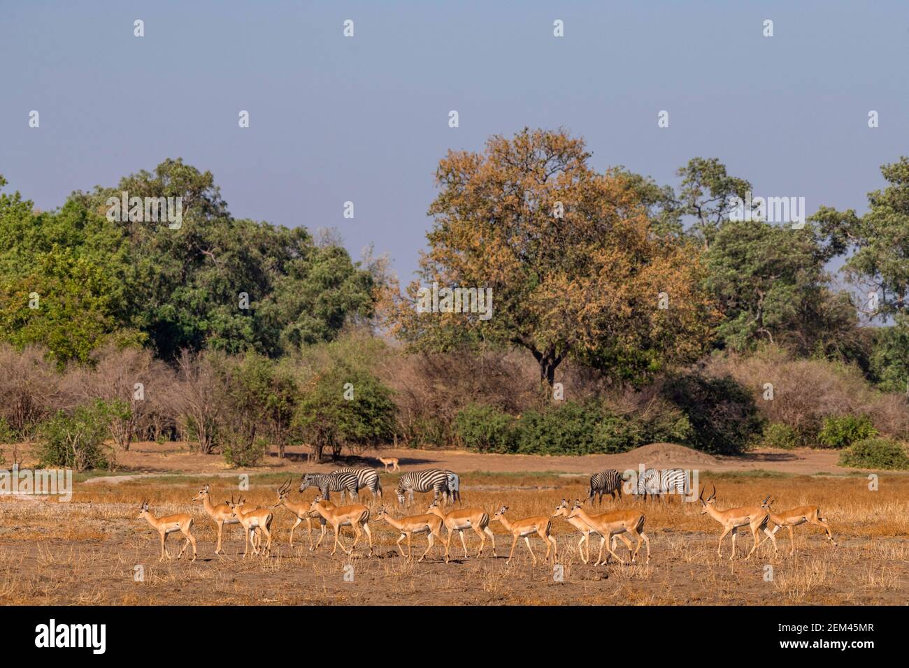 A herd of Impala, sole member of the genus Aepyceros, seen on the Zambezi river floodplain in Zimbabwe's Mana Pools National Park. Stock Photo