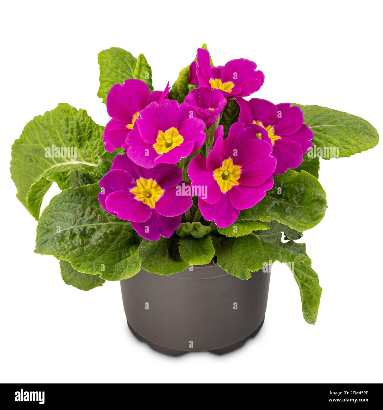 Beautiful pink colors primrose Stock Photo