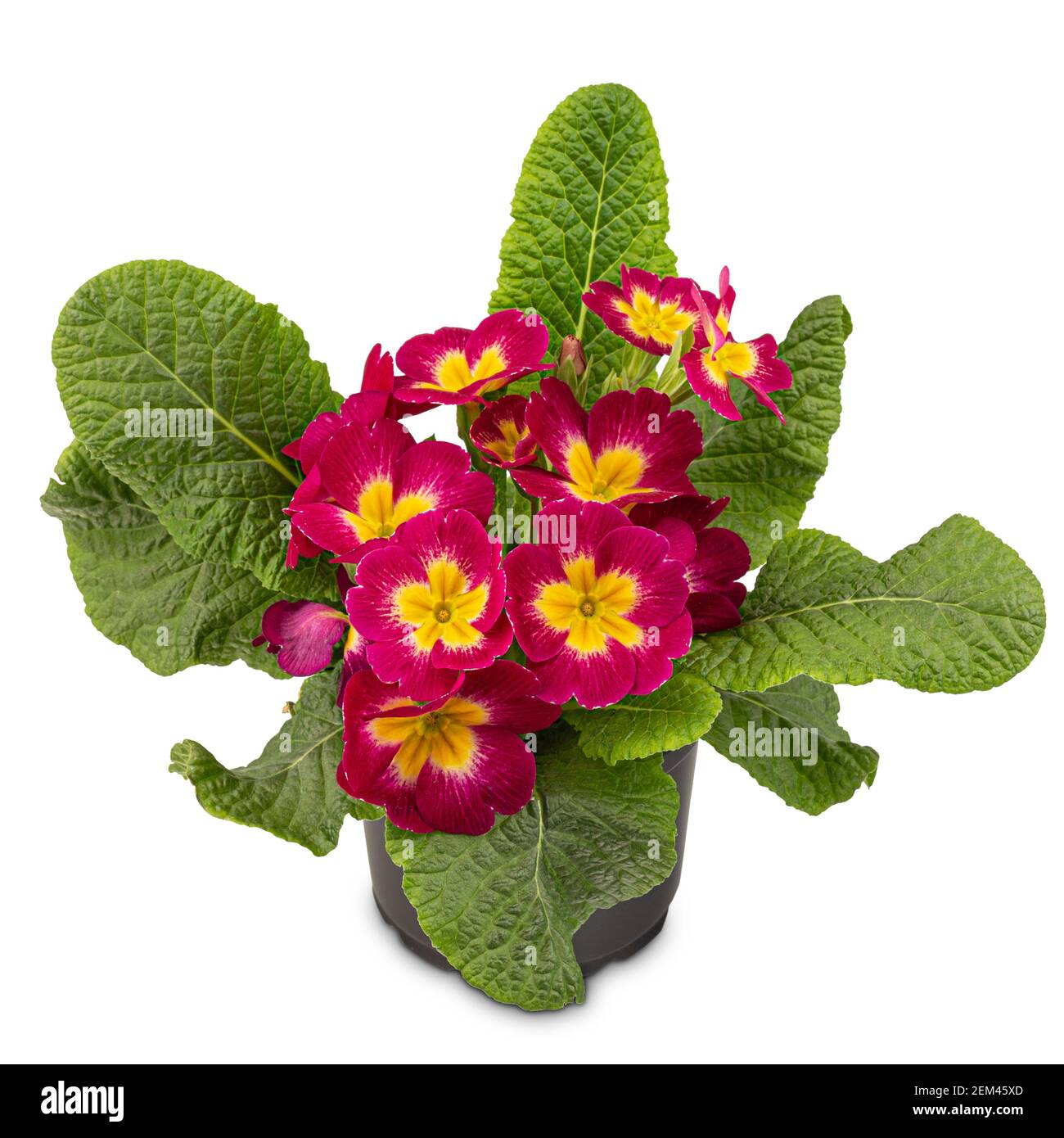Red primrose with yellow centres Stock Photo
