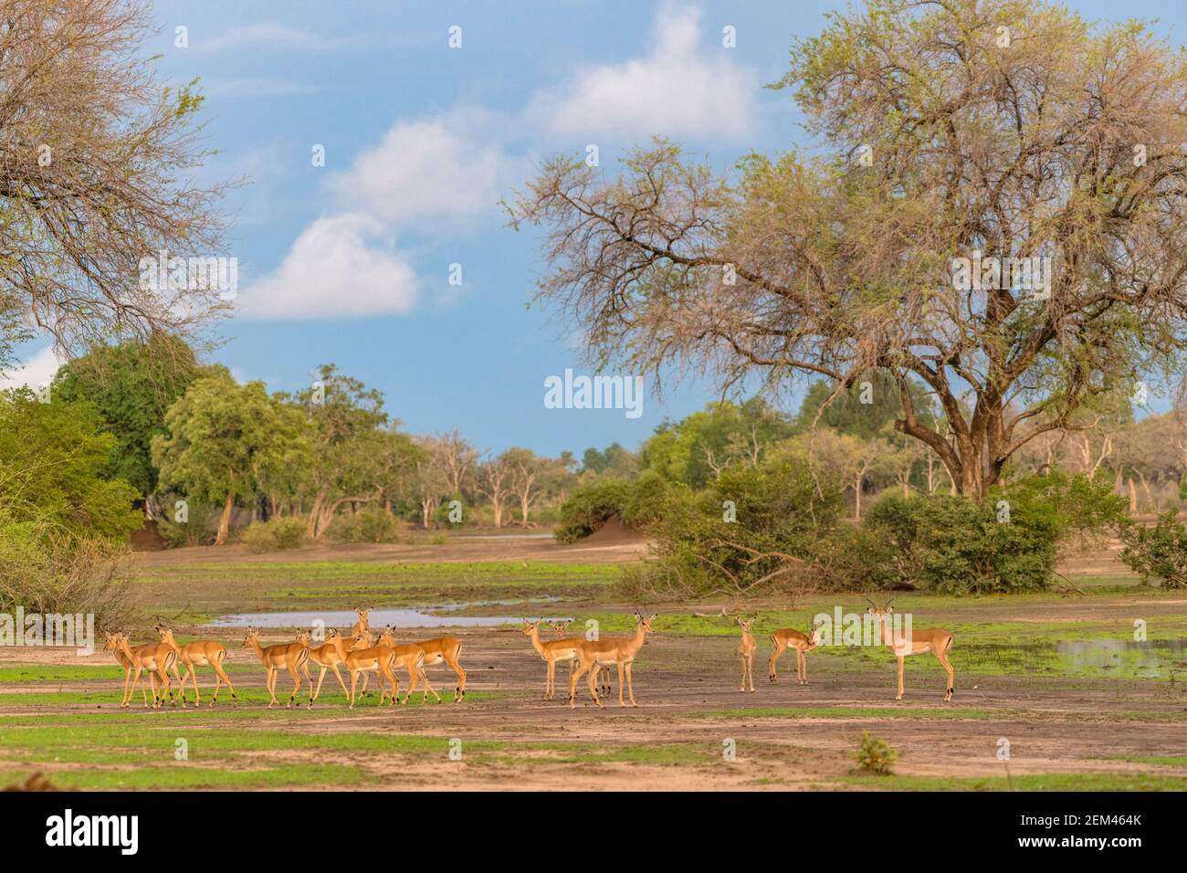 A herd of Impala, Aepyceros melampus, seen in Zimbabwe's Mana Pools National Park in the wet season. Stock Photo