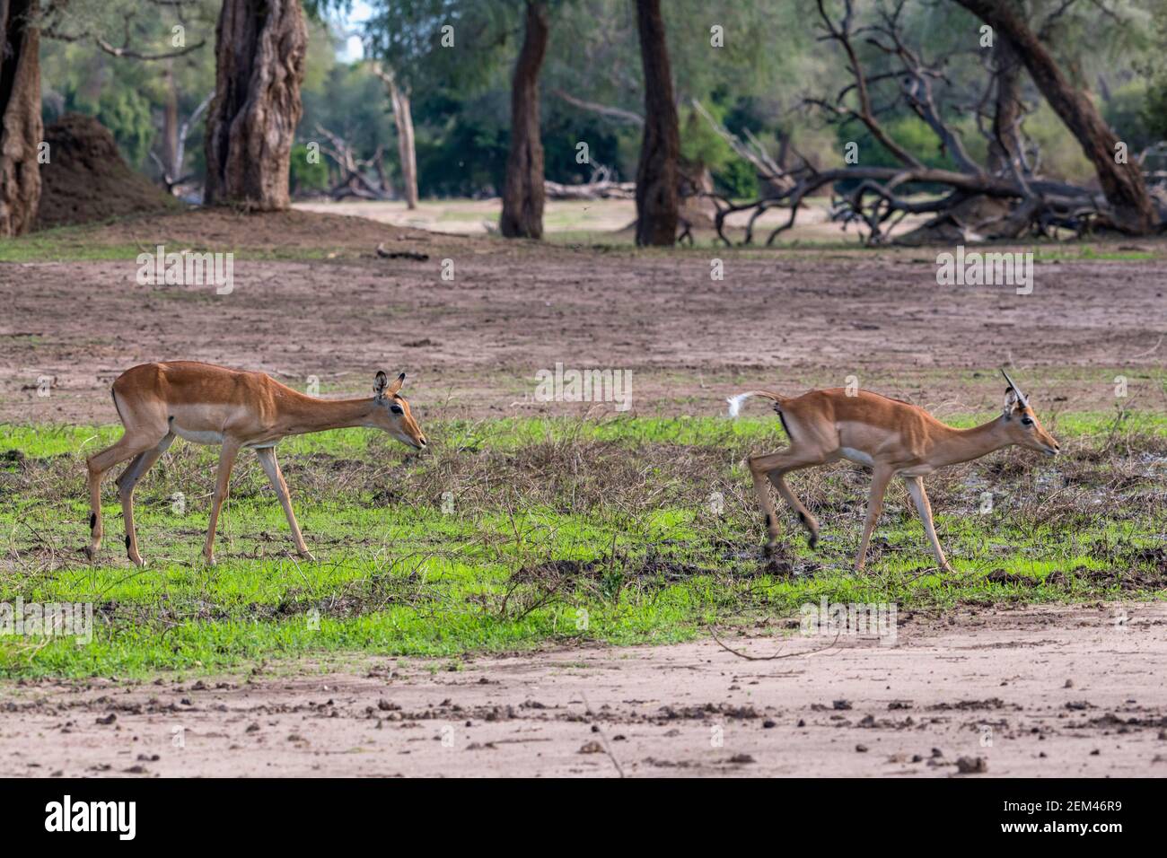 A herd of Impala, Aepyceros melampus, seen in Zimbabwe's Mana Pools National Park in the wet season. Stock Photo