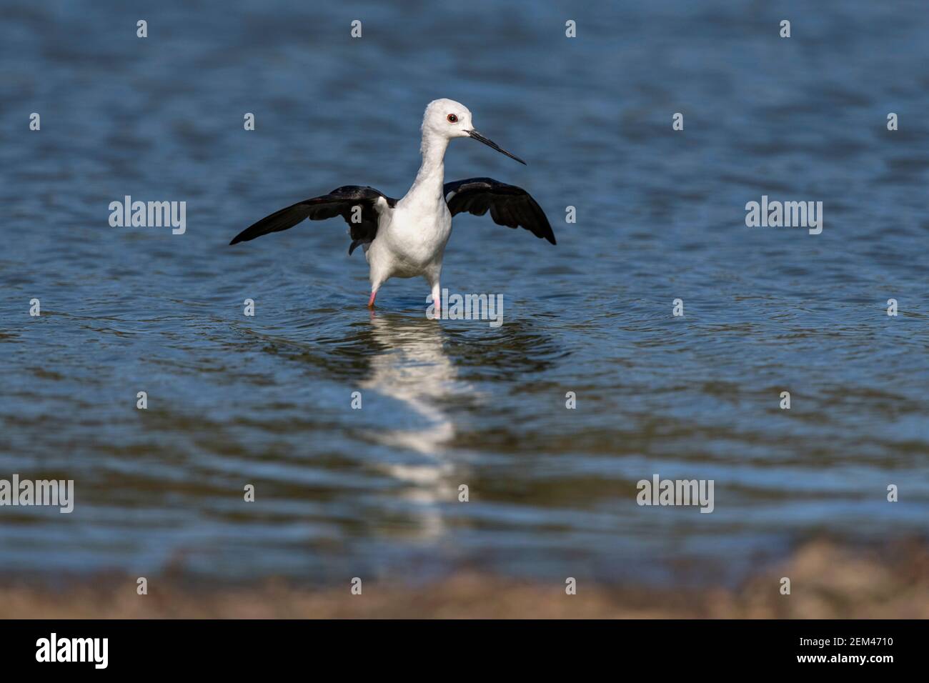 A Balck-winged stilt seen flying in Zimbabwe's Mana Pools National Park. Stock Photo