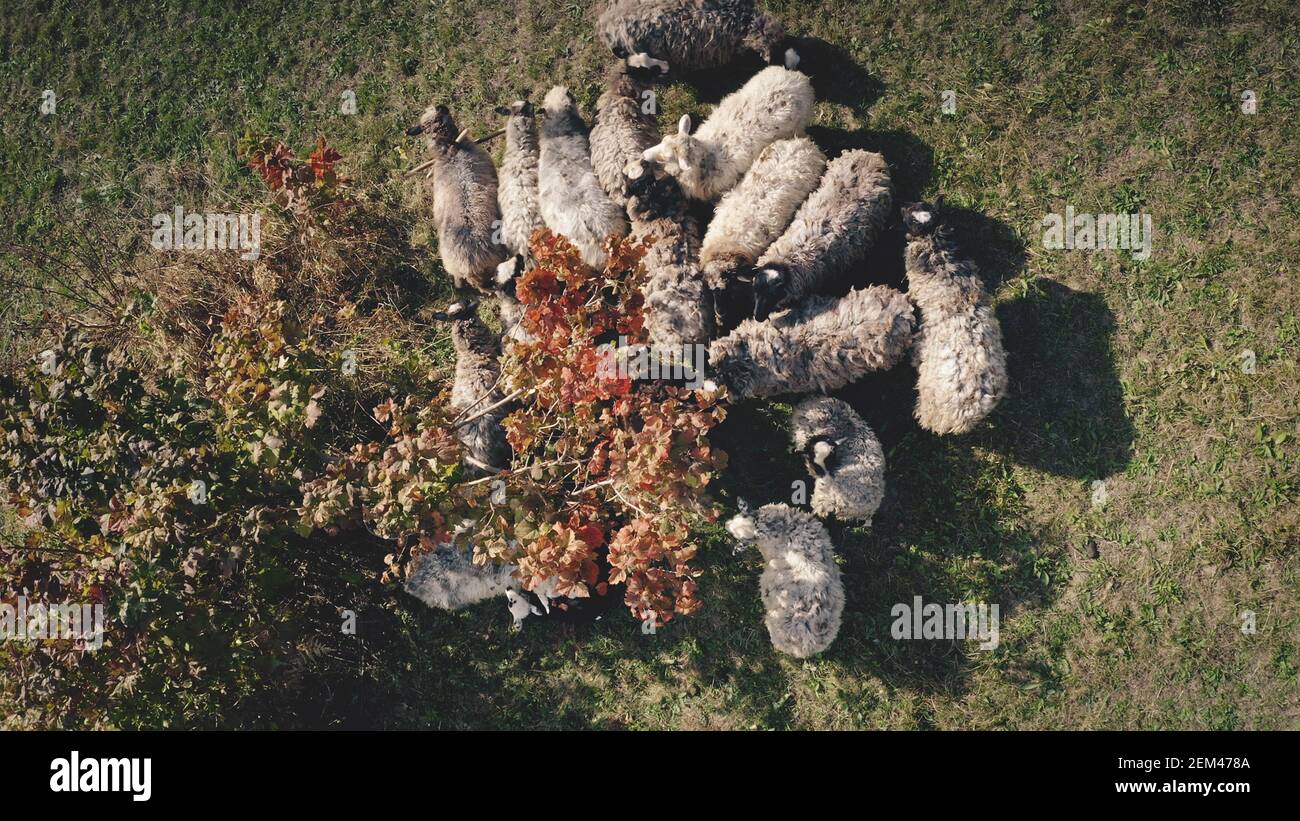 Top down closeup farm animal at grass valley aerial. Flock of sheep. Mountain grassy pasture. Autumn nature landscape. Countryside farmlands at Carpathian mounts, Ukraine, Europe. Cinematic drone shot Stock Photo