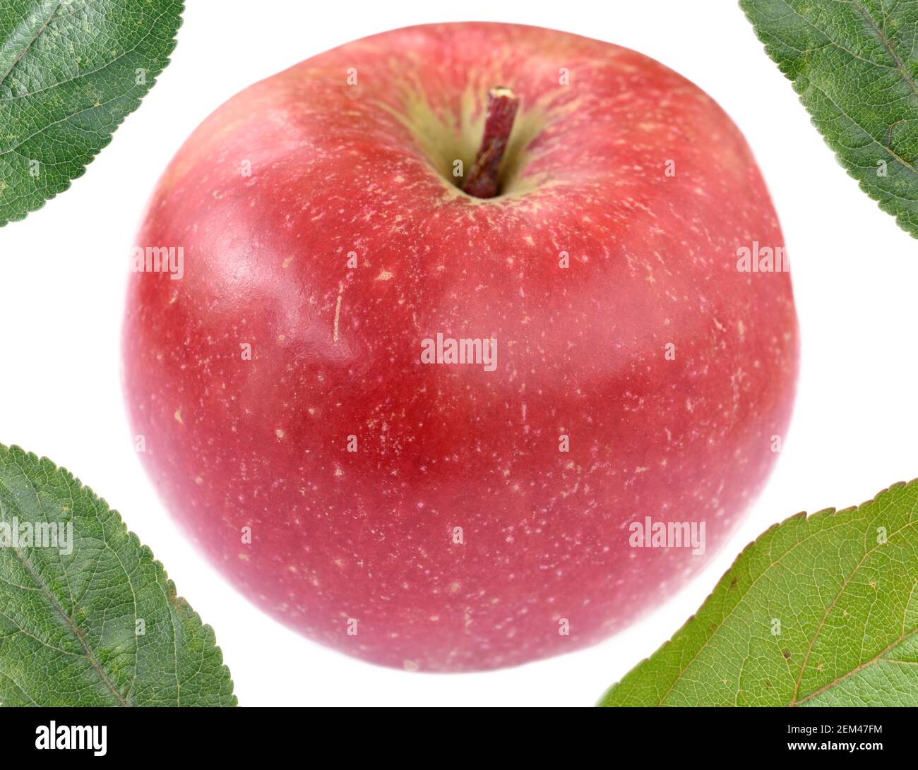 Apple and leaves composite picture  Malus domestica Stock Photo