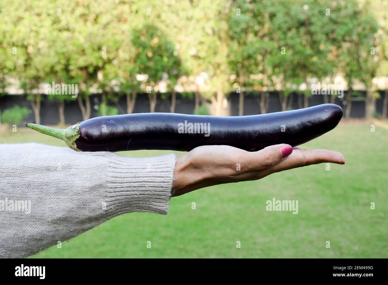 Very long dark purple thin slender Eggplant or aubergine or brinjal Indian vegetable homegrown vegetable gron organically and harvested. Woman girl ho Stock Photo