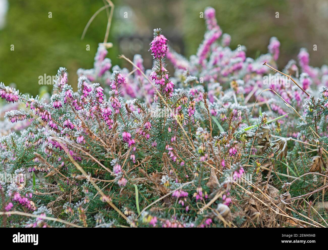 Closeup detail of frozen frost covered mediterranean pink heather erica x darleyensis in garden during winter with ice Stock Photo