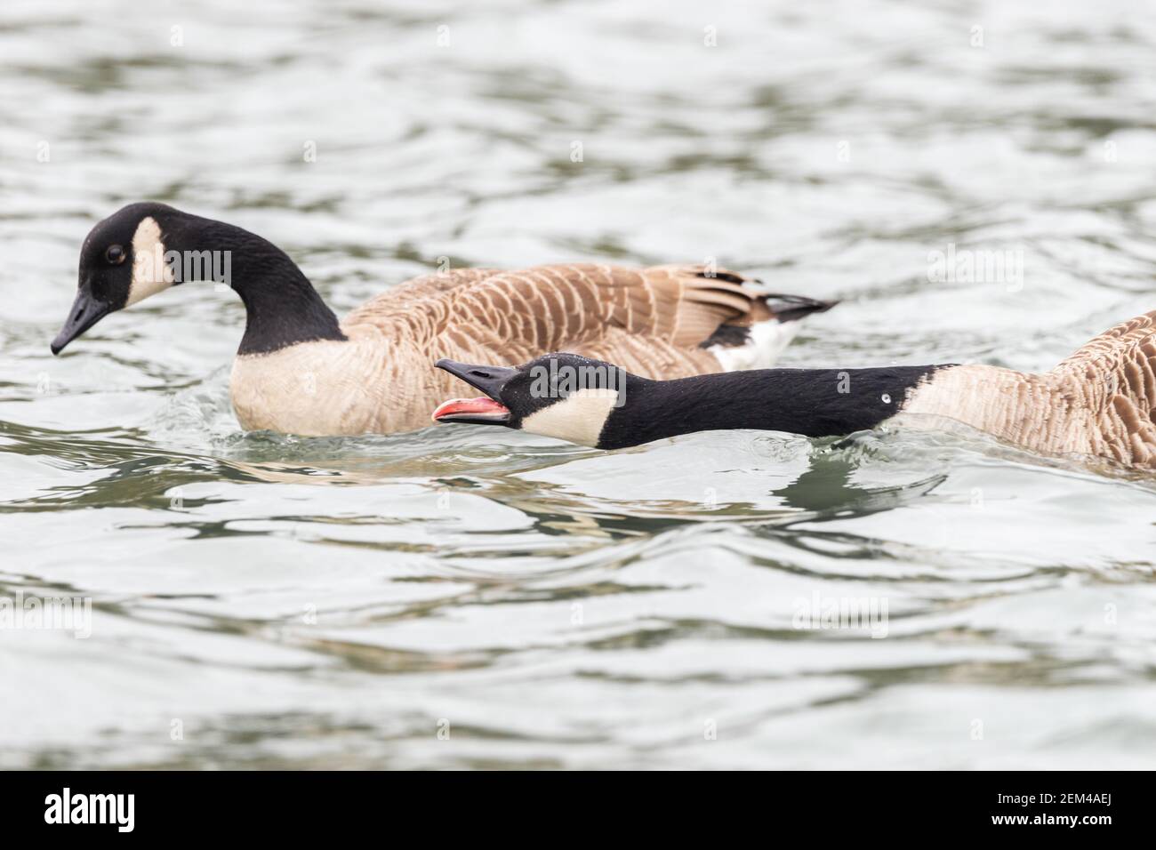 Canada goose pair with one goose bowing its neck to the water line and honking in an aggressive posture or calling, England, UK Stock Photo
