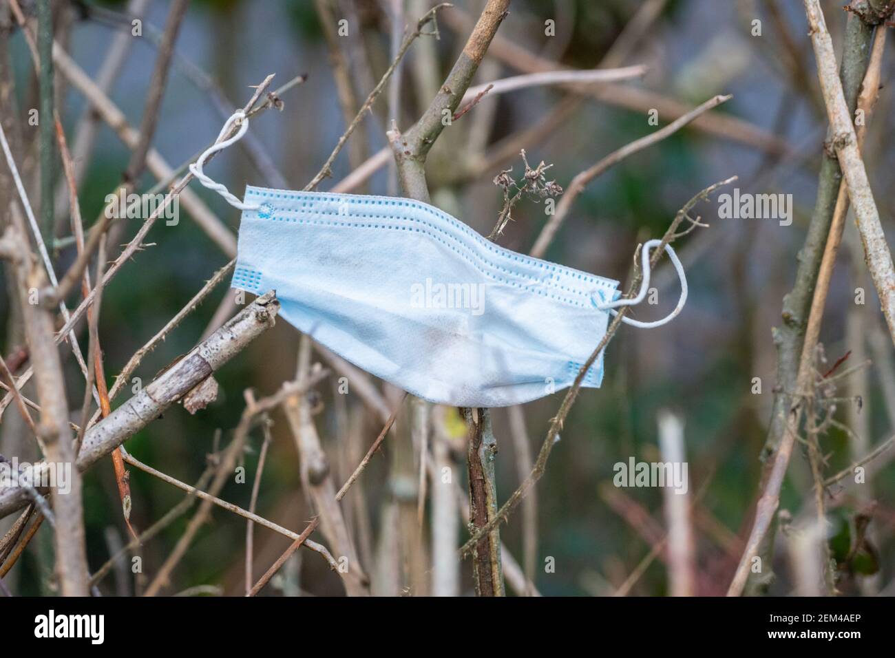 Disposable blue pleated face mask litter seen discarded on branches in England, UK during coronavirus covid-19 pandemic. Litter, rubbish, waste. Stock Photo