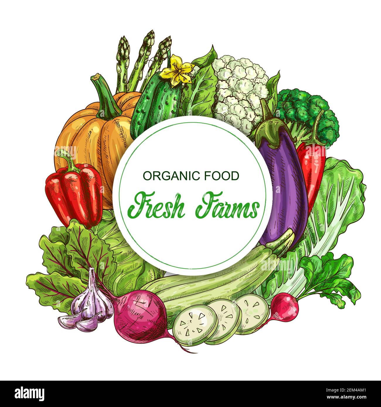 Fresh vegetable vector banner. Farm and garden harvest food of peppers, cabbages, garlic and radish, broccoli, cucumber, zucchini and cauliflower, pum Stock Vector