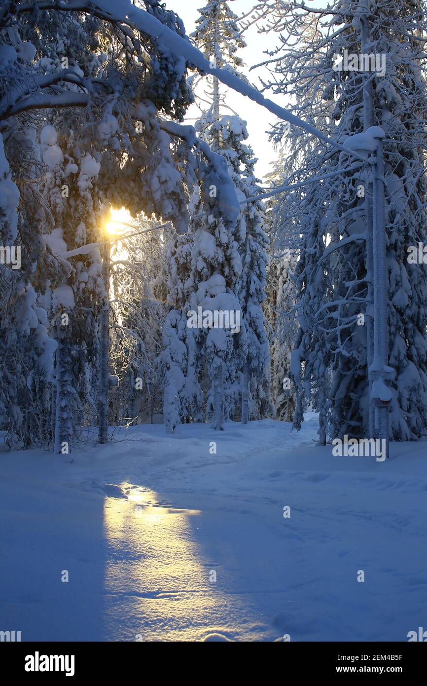 Cross country skiing trail in Amliden, Sweden. Stock Photo