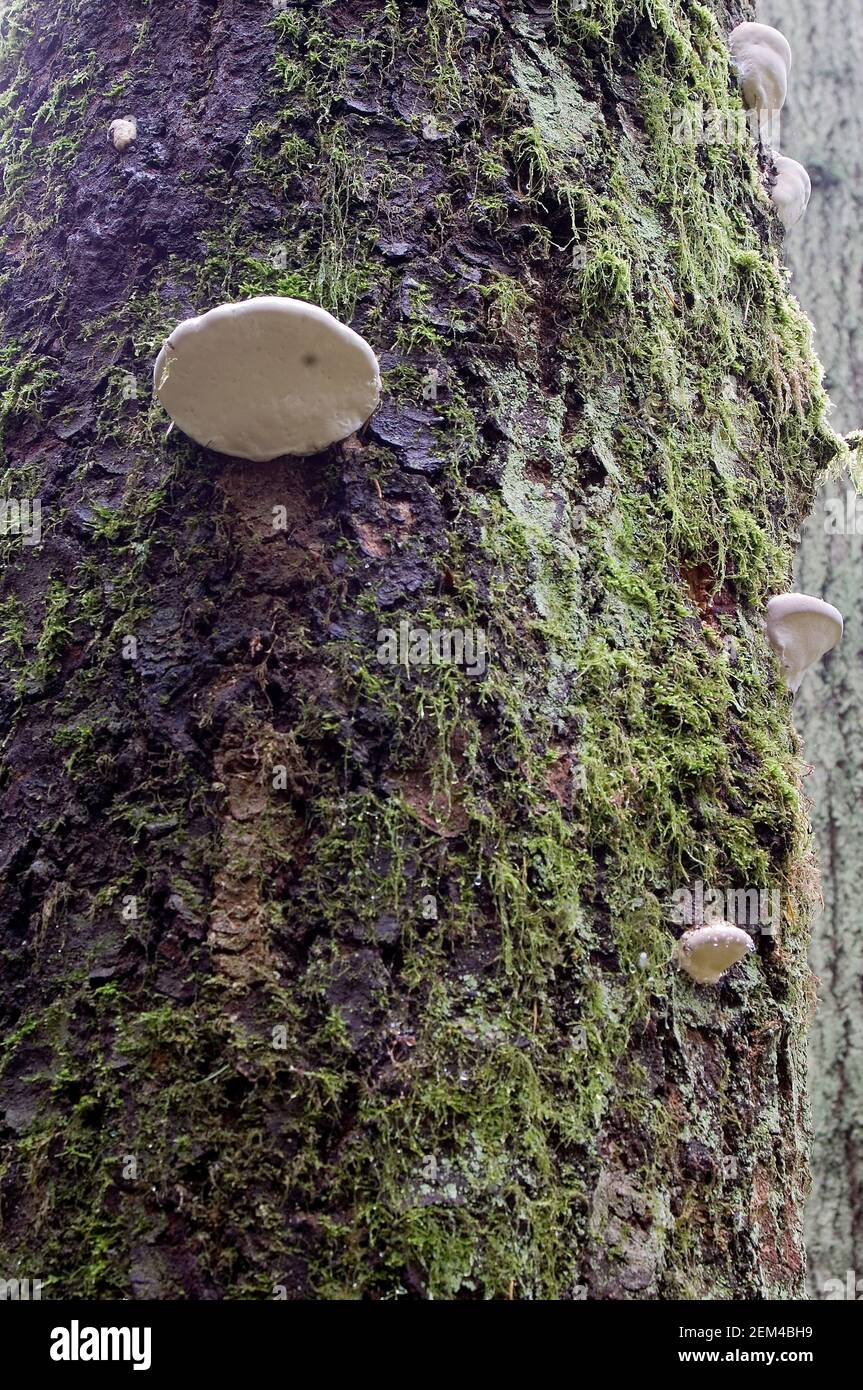 Red-belted Polypore (Fomitopsis pinicola) Stock Photo