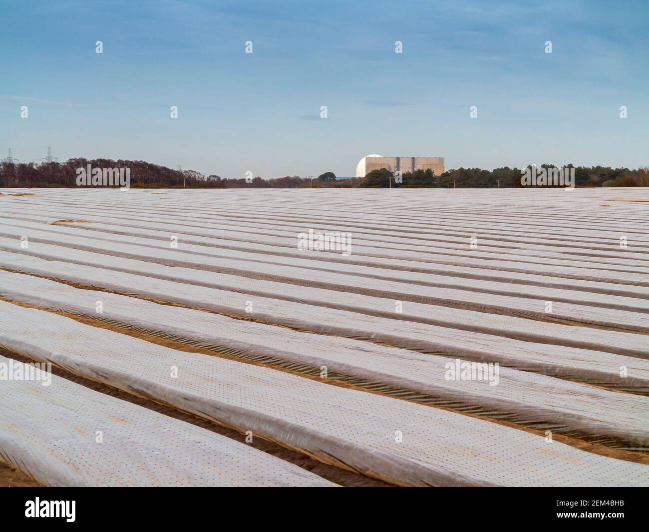 A foreground of a farm field covered in plastic mulch with Sizewell nuclear power station on the far horizon Stock Photo