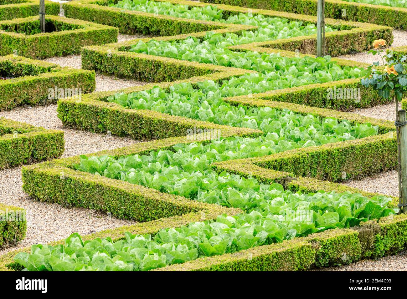 France, Indre et Loire, Loire valley listed as World Heritage by UNESCO, the castle and the gardens of Villandry, the Potager, lettuces and box hedges Stock Photo