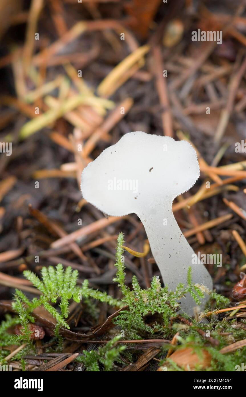 Toothed Jelly Fungus (Pseudohydnum gelatinosum) on the forest floor Stock Photo