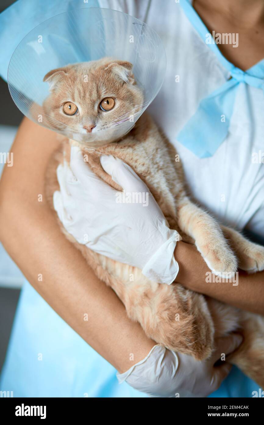 Female veterinarian doctor is holding on her hands a cat with plastic