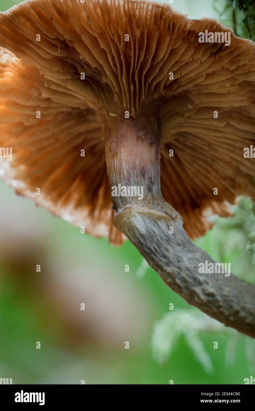 Large gilled mushroom photographed from below Stock Photo