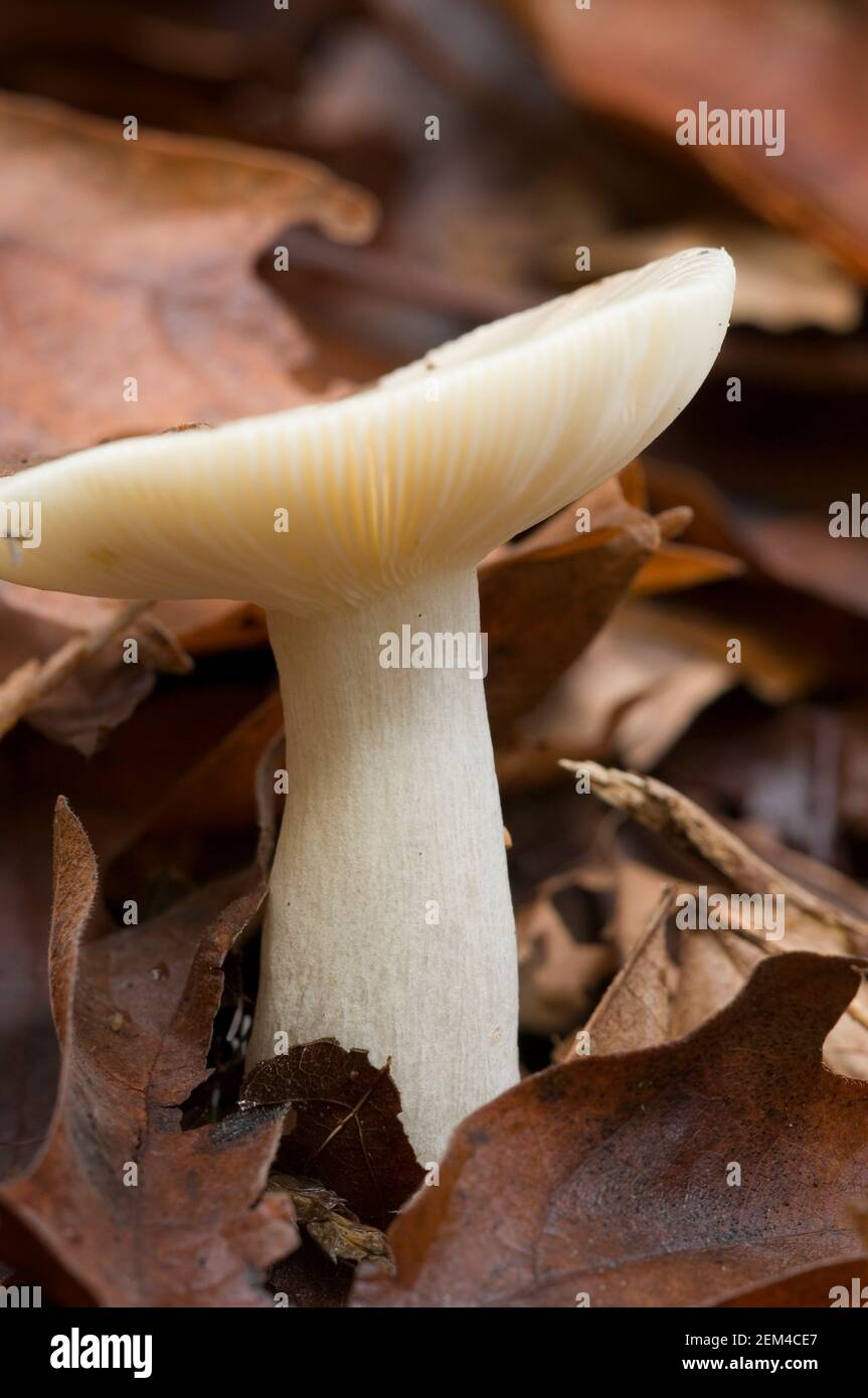 Young white gilled mushroom poking up through maple leaves Stock Photo