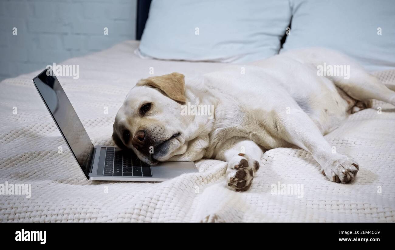 tired golden retriever lying near laptop on bed Stock Photo
