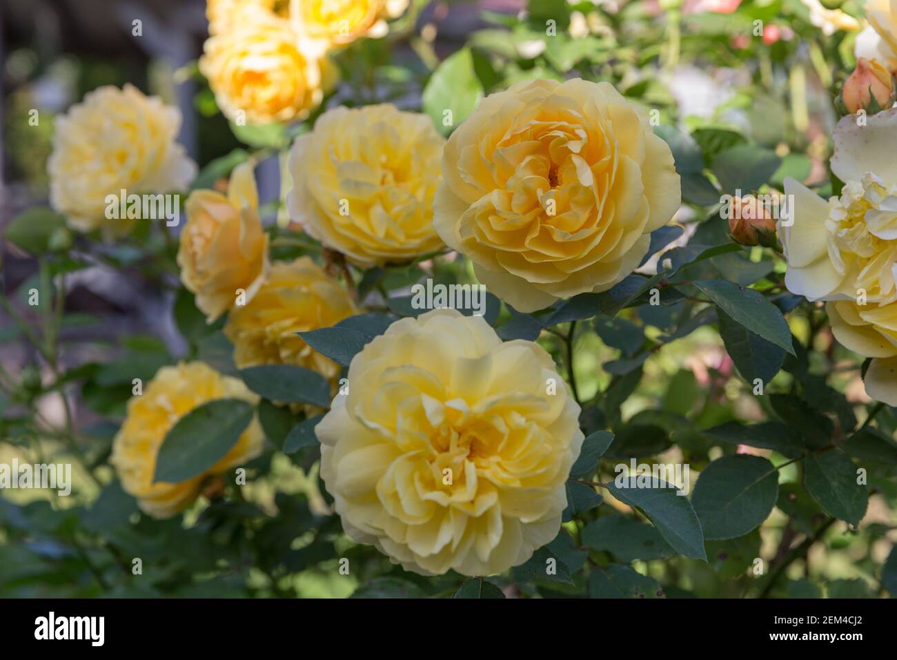 Blooming yellow orange English roses in the garden on a sunny day Stock  Photo - Alamy