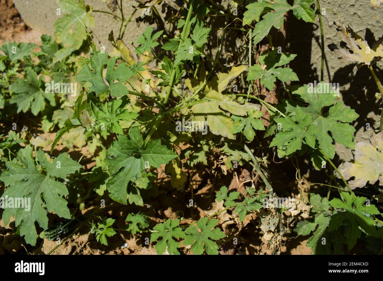 Bittergourd Or Bittermelon Or Karela Growing In House Backyard Organic Indian Asian Vegetable Fruit Growing With Yellow Flowers Bitter Gourd Plants Stock Photo Alamy