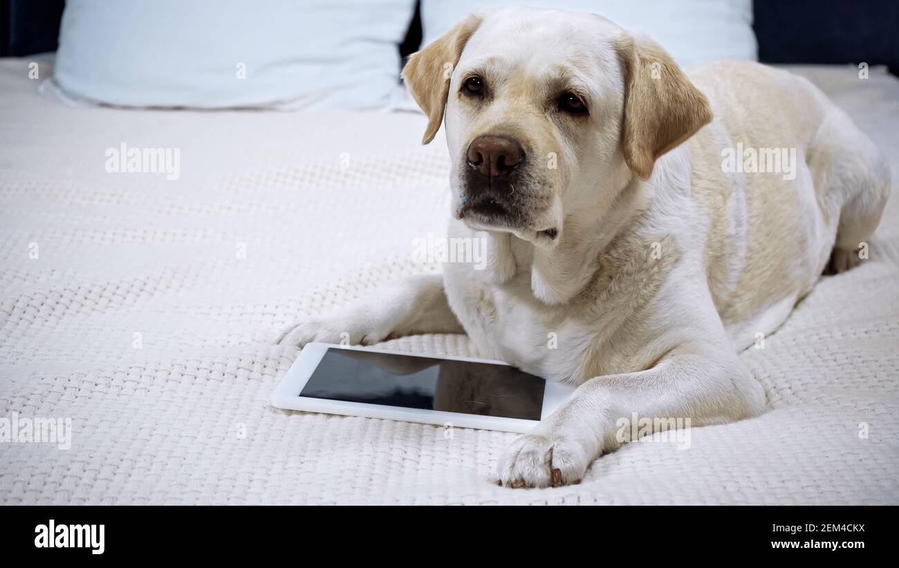 golden retriever lying near digital tablet with blank screen on bed Stock Photo