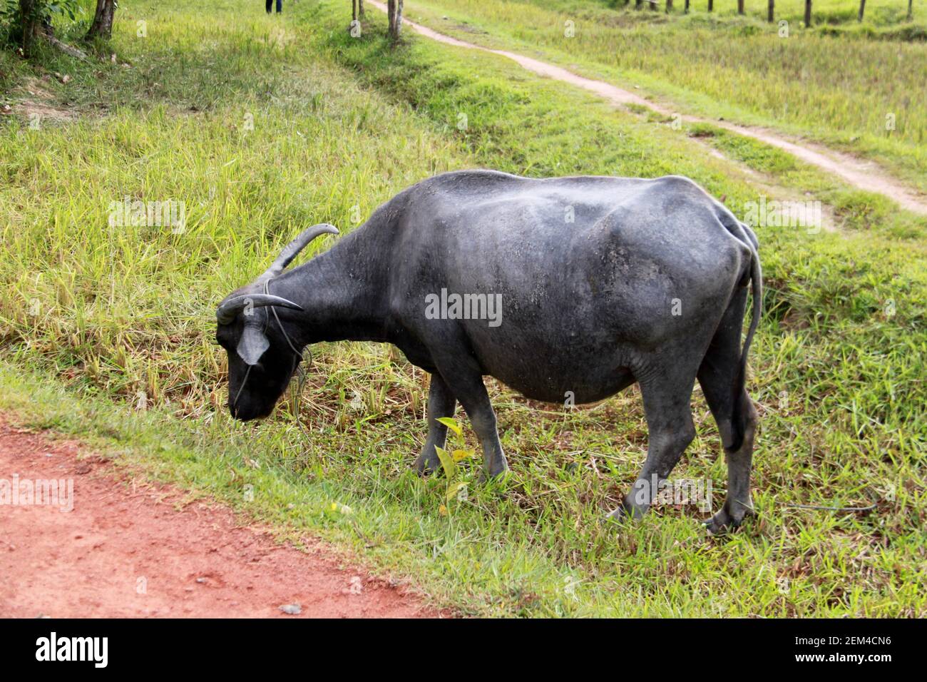 A water buffalo in grassland, Cambodia Stock Photo Alamy