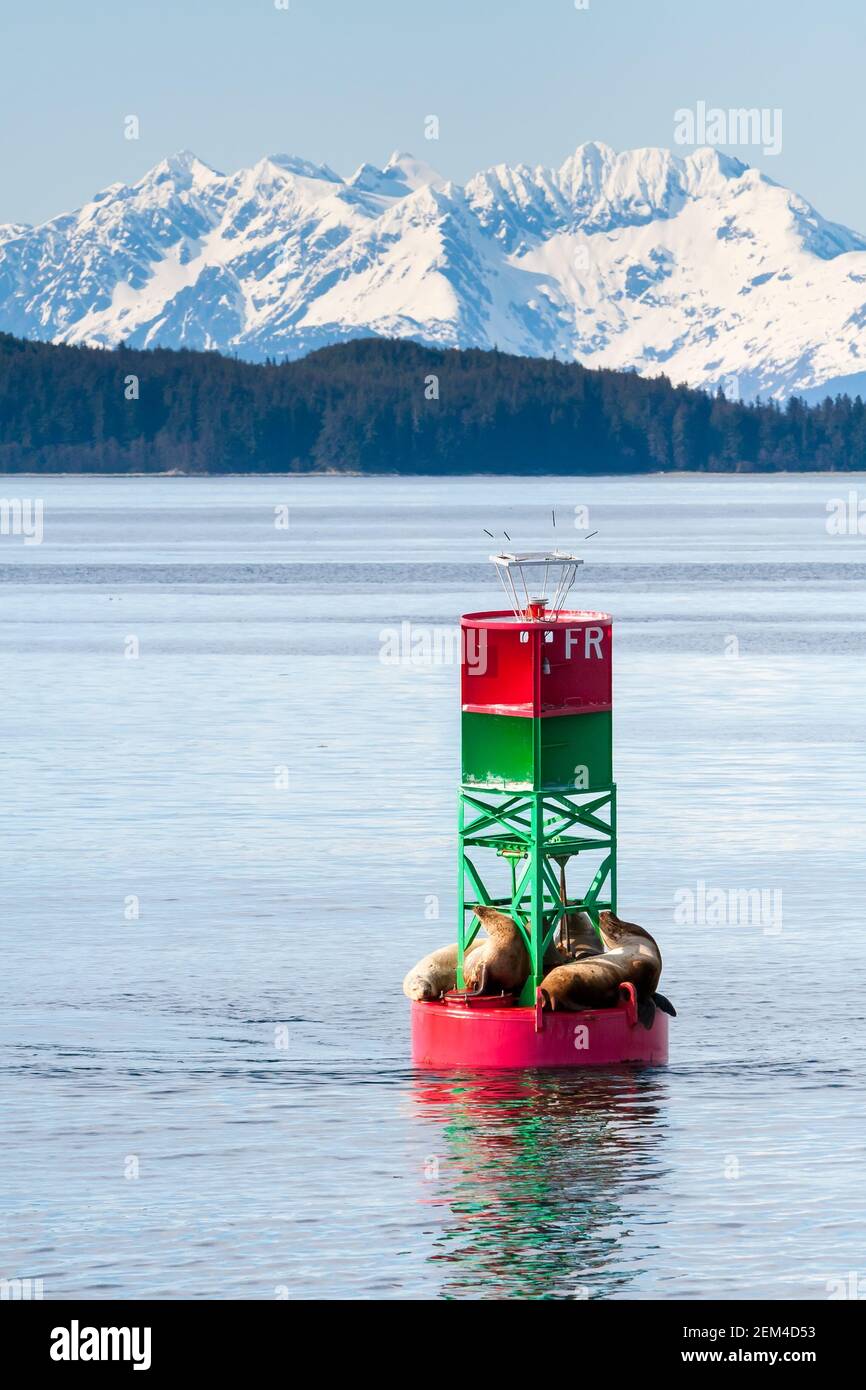 A group of Steller sea lions (Eumetopias jubatus) resting on a navigation buoy off the coast of Alaska, with snow-capped mountains in the background Stock Photo