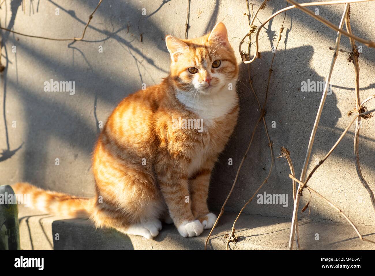 Large Ginger Cat Soft Toy Photos