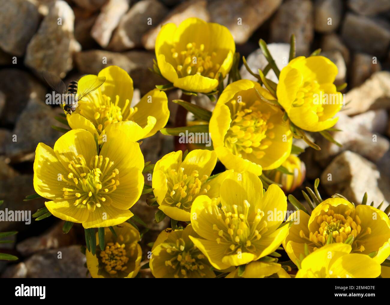 Eranthis cilicica yellow flower with honey bee insect on petal. Also 'winter aconite' family Ranunculaceae or buttercup. Blooming in Spring. Ireland Stock Photo